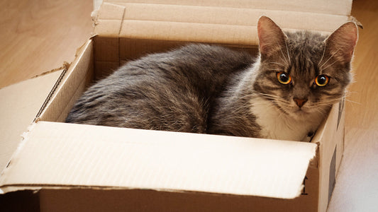 cat enjoying a cardboard box