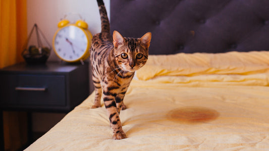 Cat Incontinence on Bed