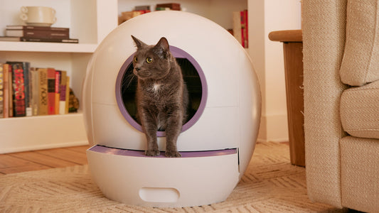 How to Choose the Best Place for a Litter Box: Top Tips for Optimal Placement