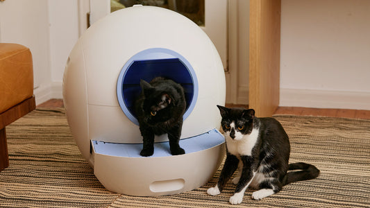 Using a Self-Cleaning Litter Box for Multi-Cat Households