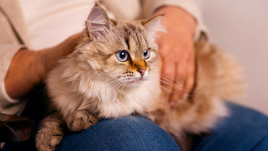 Ultimate Guide to Choosing the Best Automatic Litter Box for Your Cat
