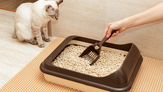 Traditional Litter Boxes vs. Self-Cleaning Litter Boxes