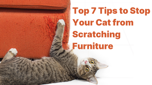 Stop Your Cat from Scratching Furniture