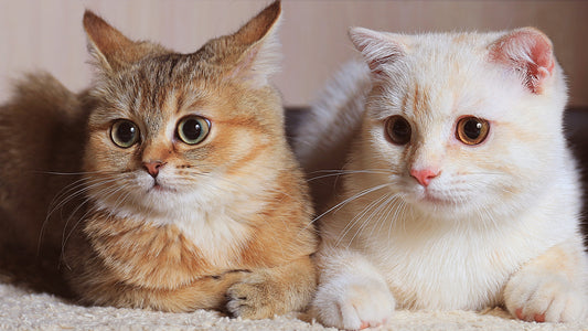 Litter Box Etiquette in Multi-Cat Households