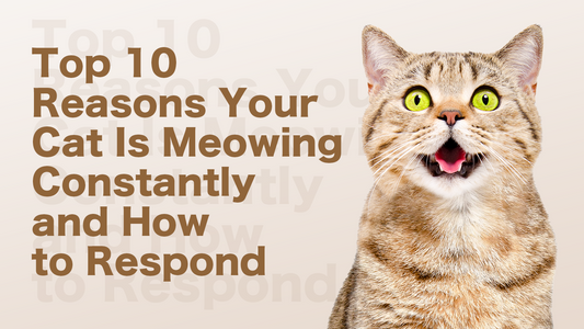 Reasons Why Your Cat Is Meowing Constantly