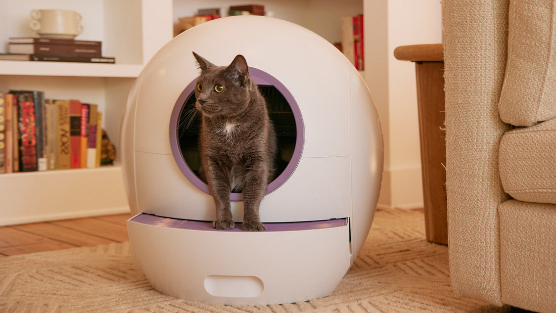 How to Choose the Best Place for a Litter Box: Top Tips for Optimal Placement