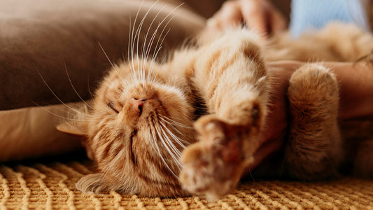 Signs Your Cat May Need a Different Litter Box Setup