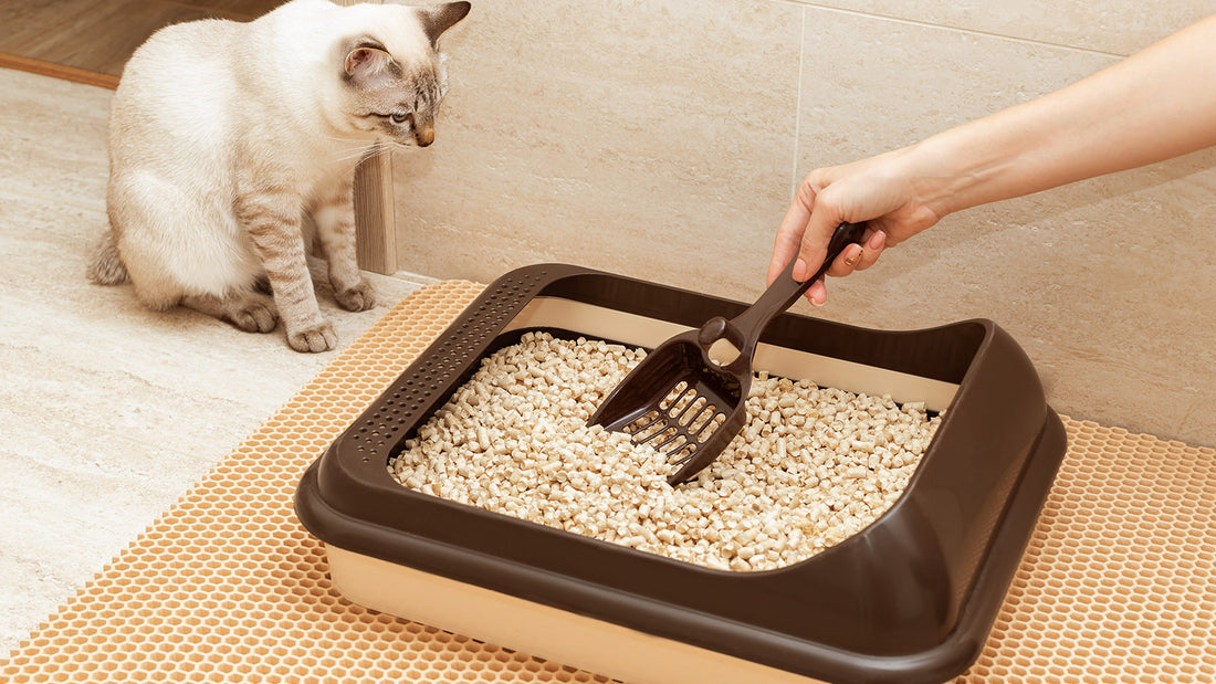 Traditional Litter Boxes vs. Self-Cleaning Litter Boxes