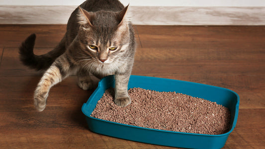 Cat Litter Box Training